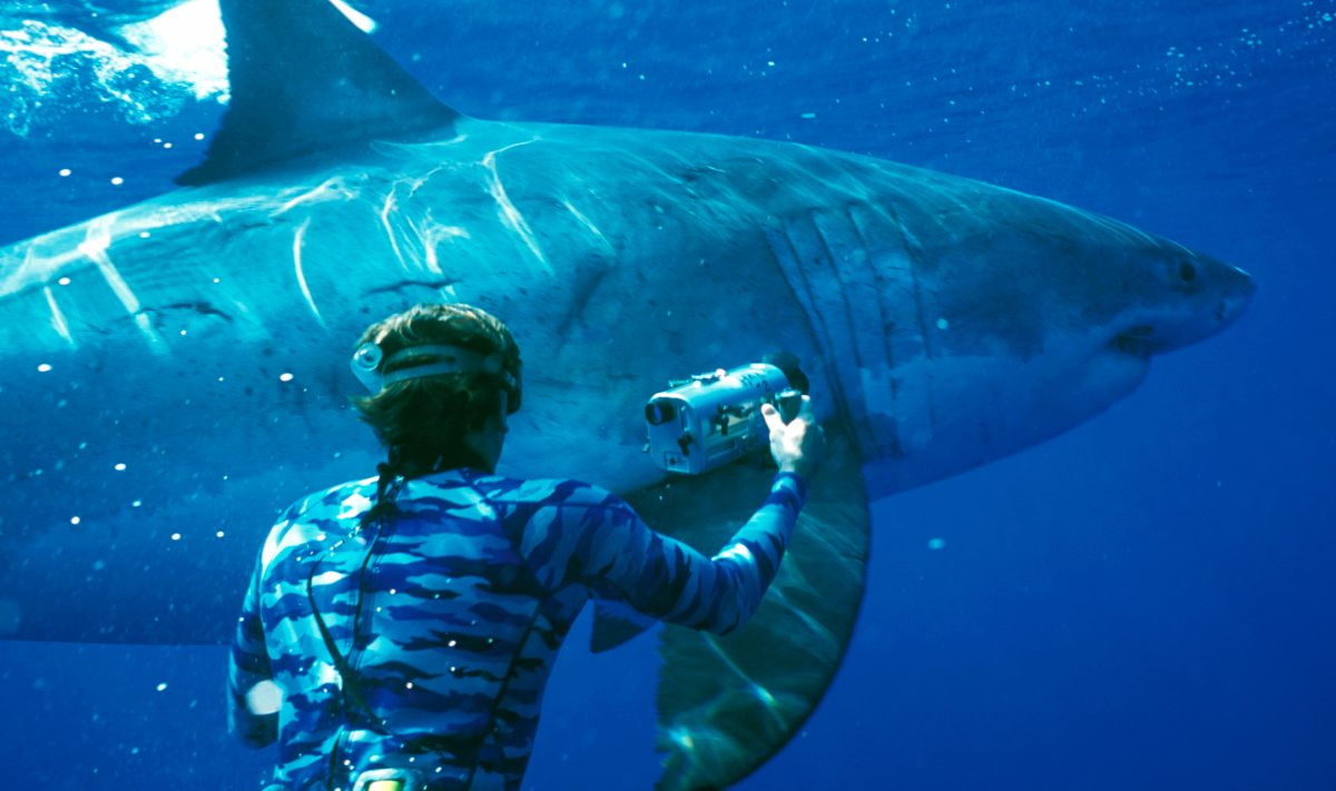 Acciones humanas que atentan contra la vida de los tiburones