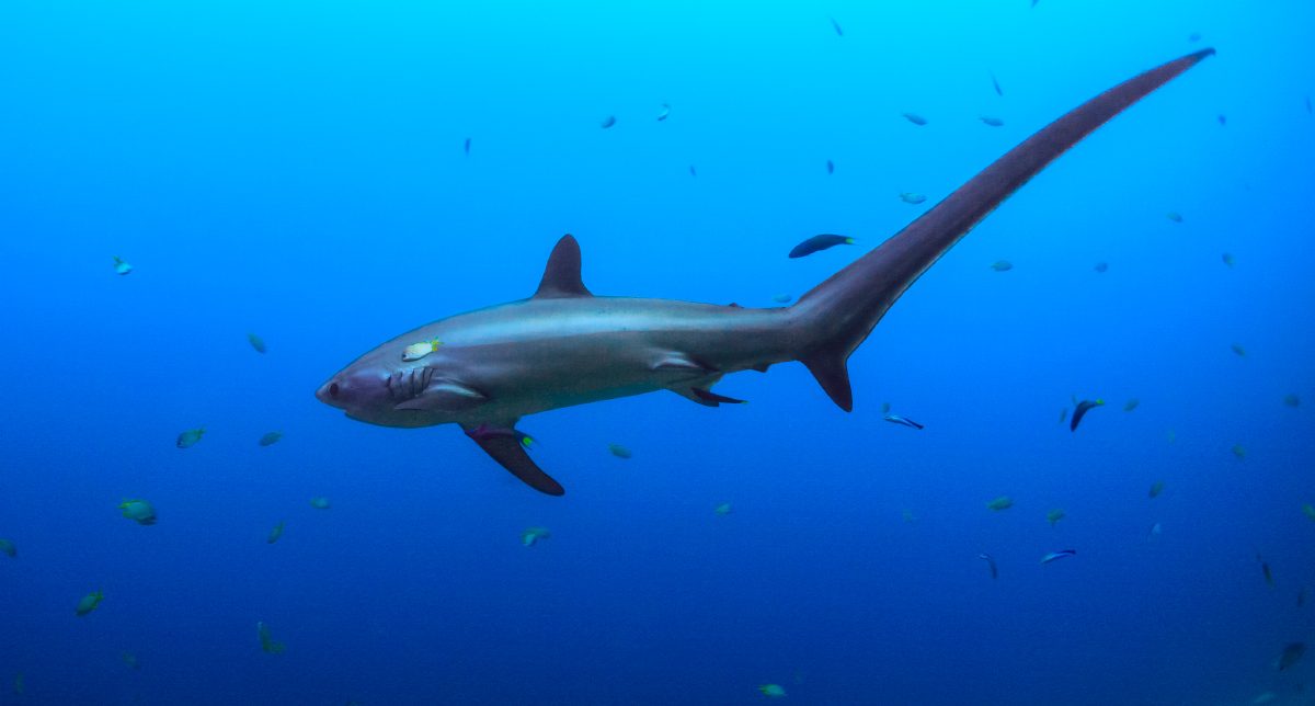 Características distintivas de los tiburones zorro