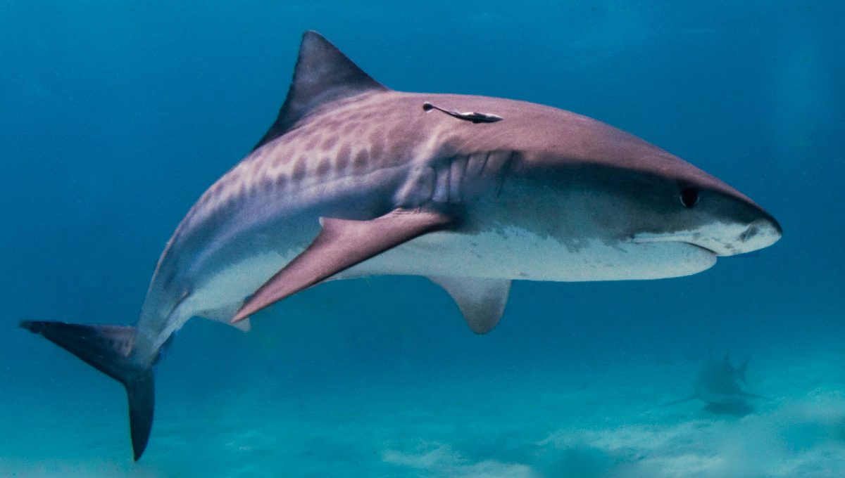 Características generales de los tiburones