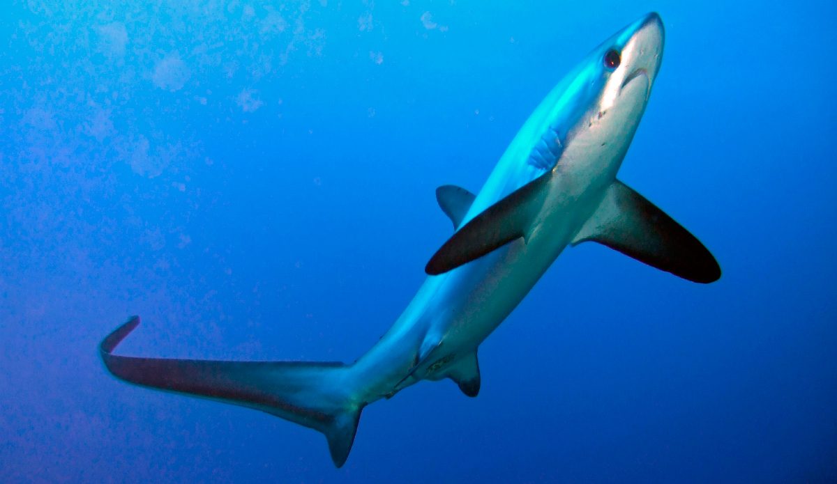 Coloración de los tiburones zorro