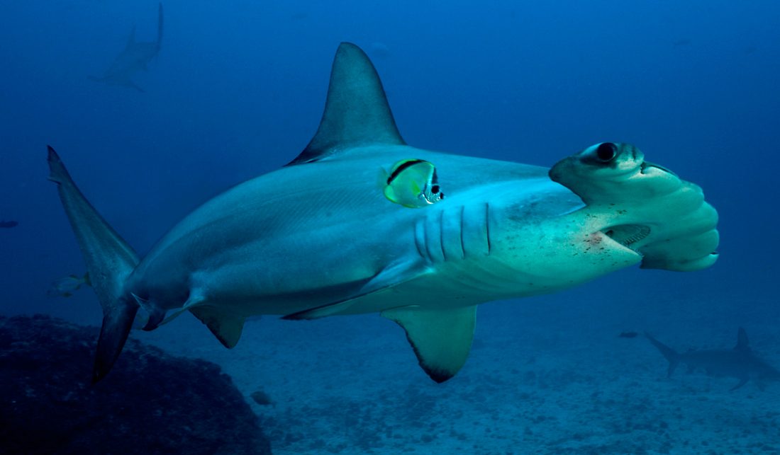 [Imagen: comportamiento-tiburones-martillo-comun.jpg]