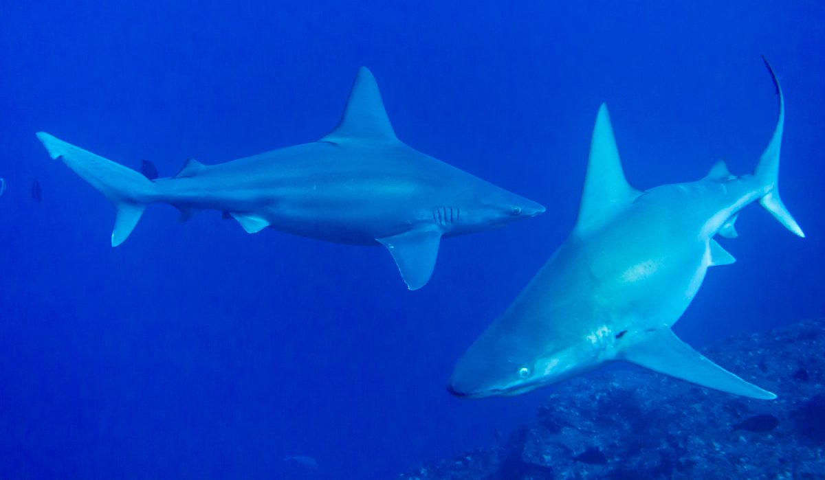 Conservación de los tiburones trozo