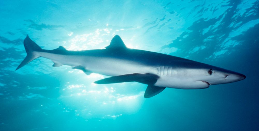 Datos sobre el tiburón azul
