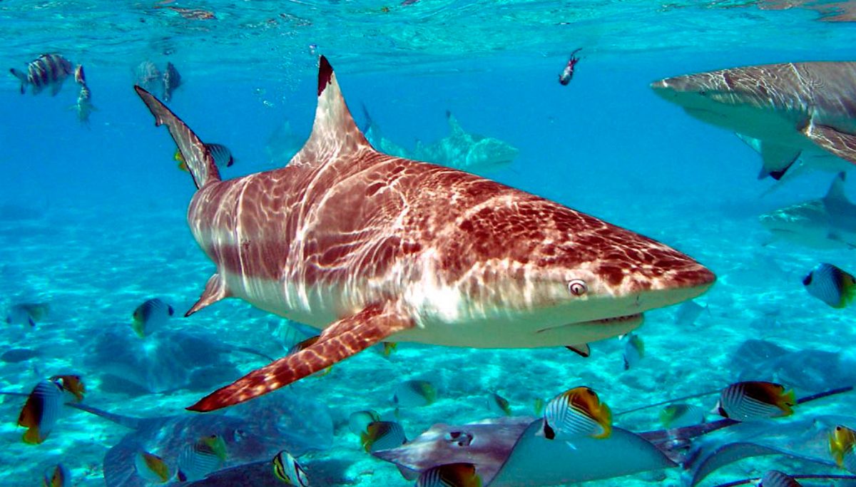 Datos sobre los ataques de tiburones