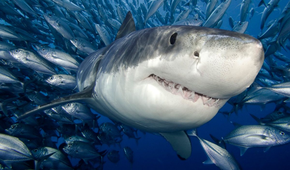 Datos sobre tiburones