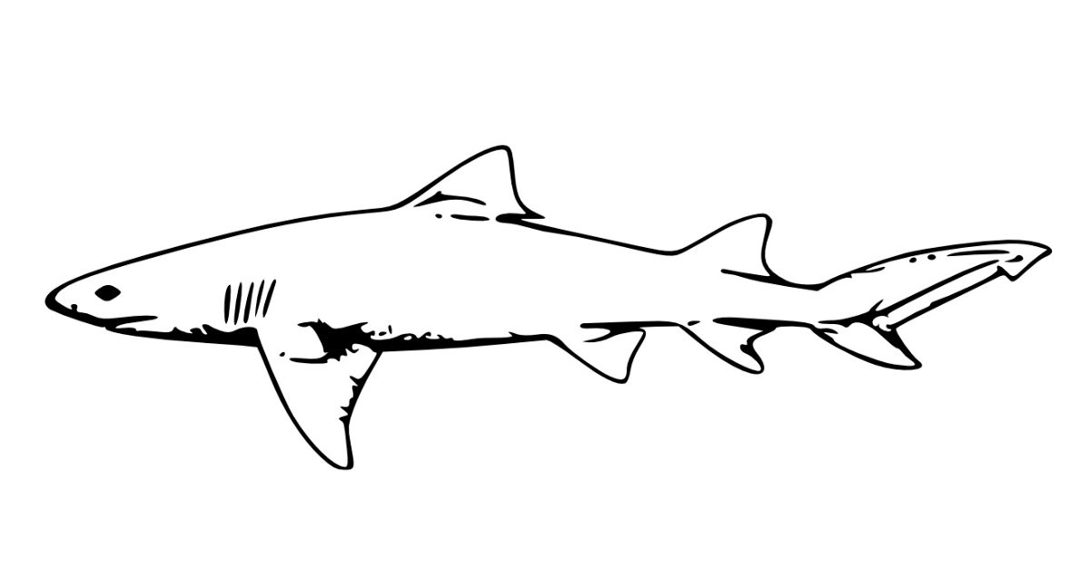 Resultat d'imatges de tiburon dibujo
