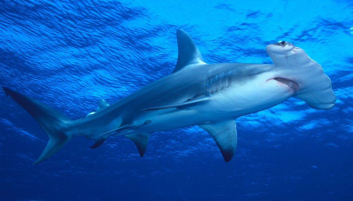 Distribución geográfica de los tiburones martillo gigantes