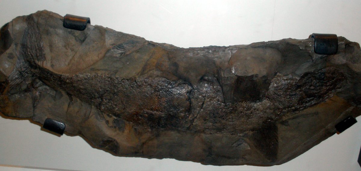 Fósil del tiburón Cladoselache