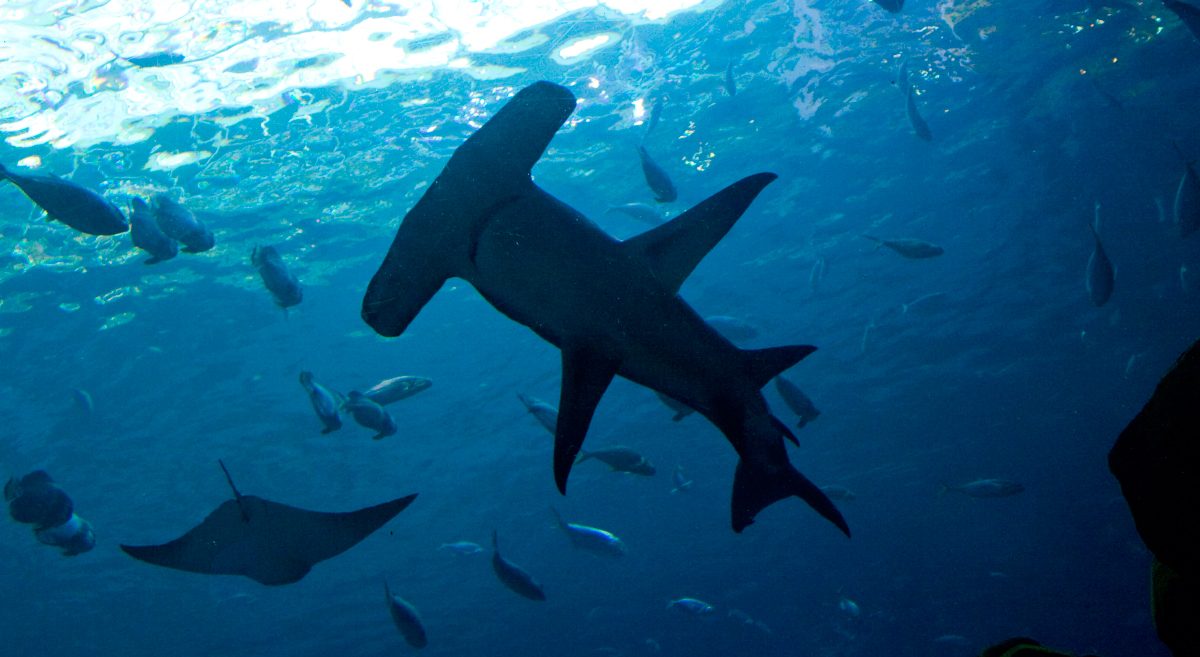 Hábitat de los tiburones martillo gigantes