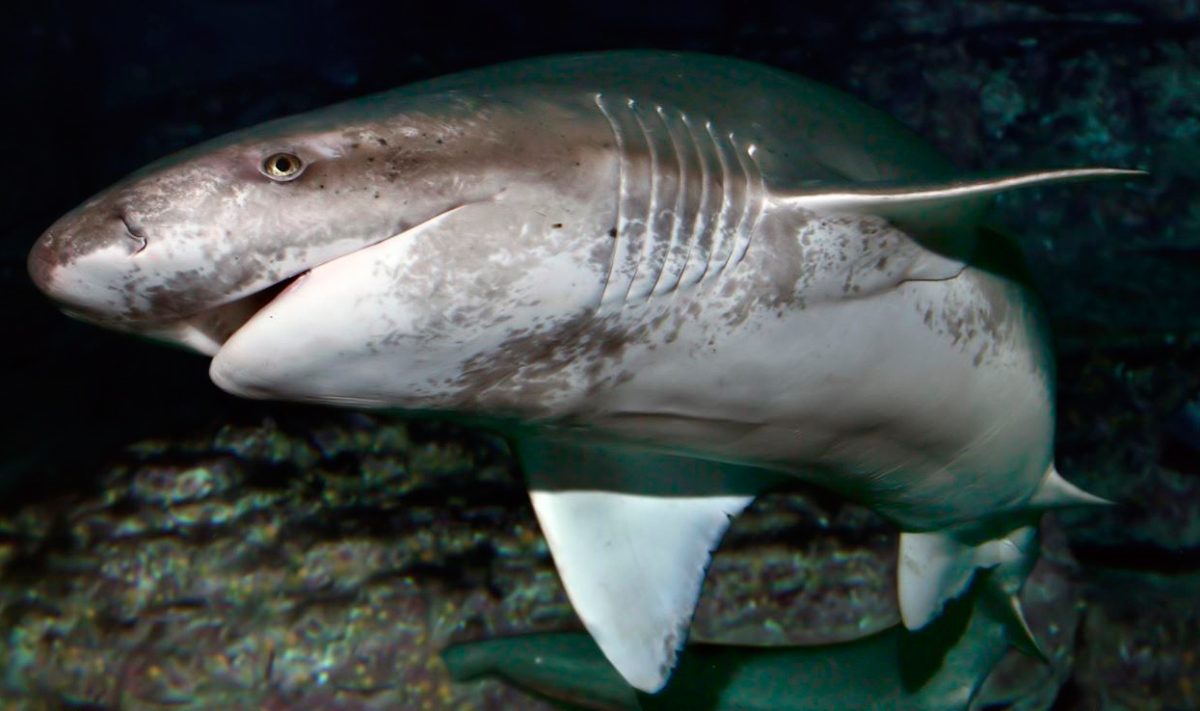 Imágenes de tiburones vacas