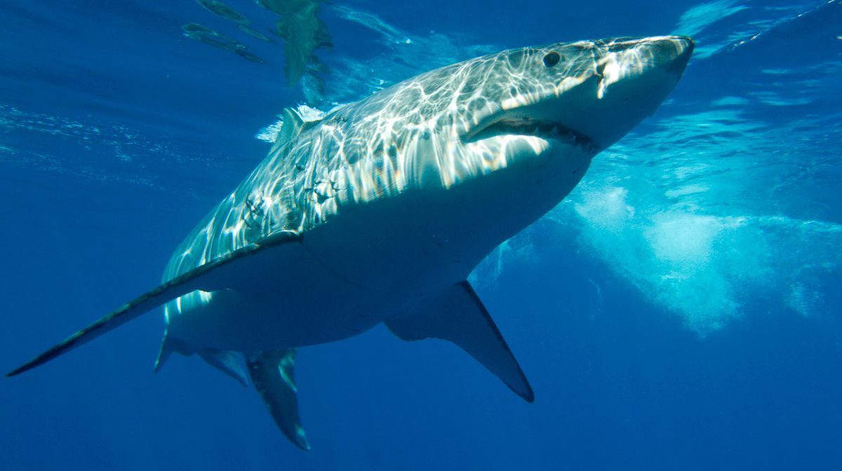 Sensores de presión de los tiburones