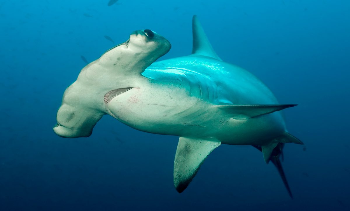 Tamaño de los tiburones martillo común fotos