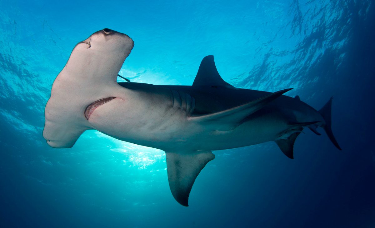 Resultado de imagen para tiburon martillo