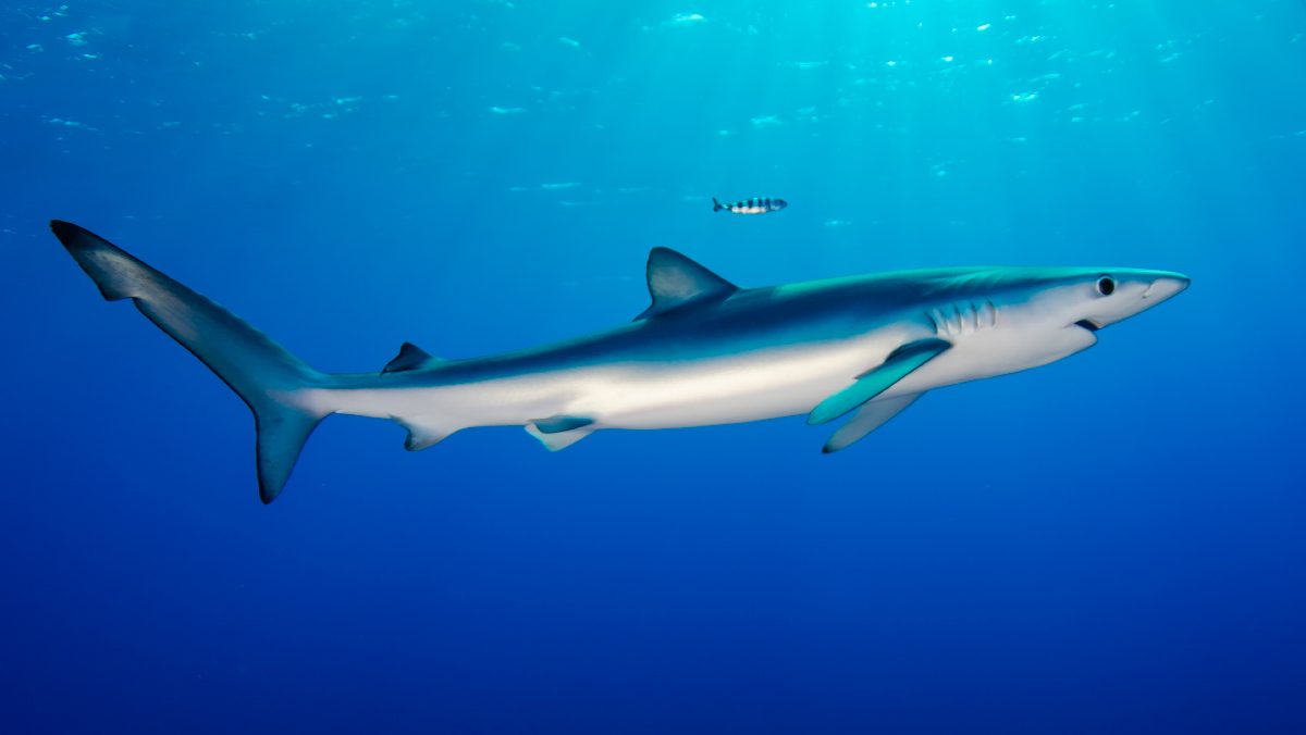 Tiburones azules