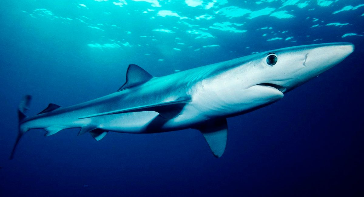 Tintorera o tiburón azul