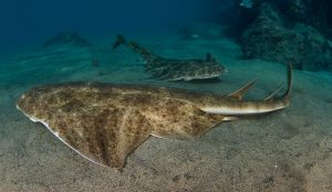 ¿Hay tiburones en Lanzarote? Qué especies se han avistado en Canarias