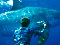 Acciones humanas que atentan contra la vida de los tiburones