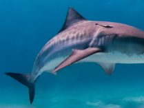Características generales de los tiburones