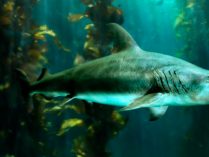 Características distintivas de los tiburones martillo gigantes