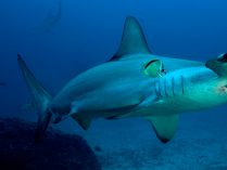 Comportamiento de los tiburones martillo común