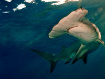 Conservación de los tiburones martillo gigantes