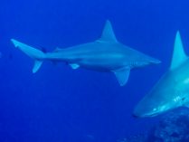 Conservación de los tiburones trozo
