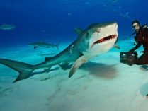 Encuentros entre tiburones y seres humanos