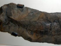 Fósil del tiburón Cladoselache