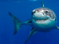 Foto del gran tiburón blanco