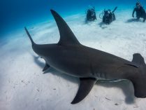 Foto del tiburón martillo gigante