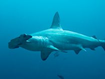 Fotos de tiburones martillo común