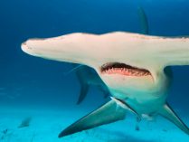 Importancia de los tiburones martillo gigantes