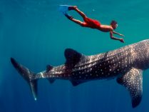 Mito sobre tiburones violentos