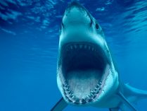 Qué frecuencia los tiburones hieren a los humanos
