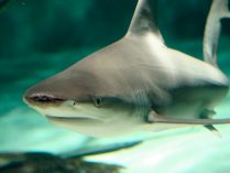 Rasgos distintivos de los tiburones trozo