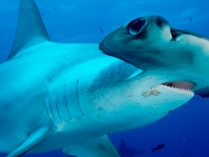 Tamaño de los tiburones martillo gigantes