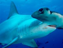 Tiburón martillo común o cornuda común