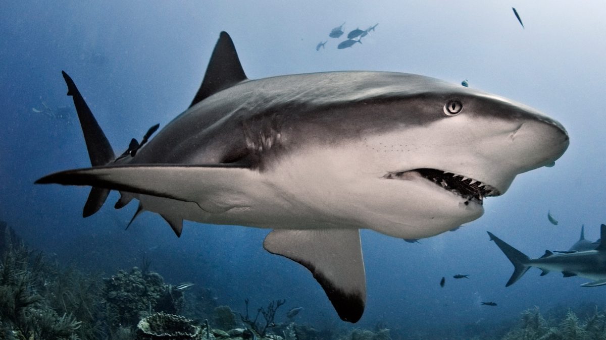 Ataques de tiburones