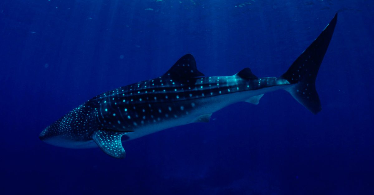 Características distintivas de los tiburones ballena