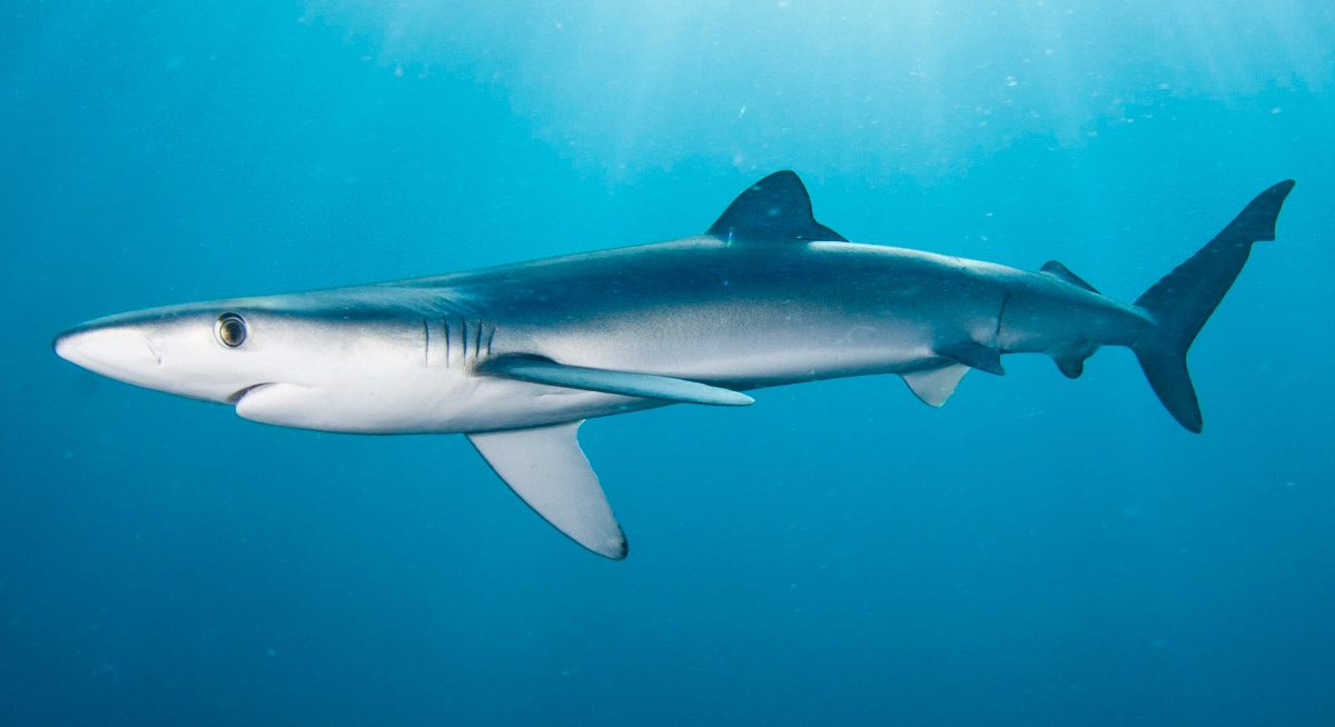 ¿Cómo se reproducen los tiburones azules?