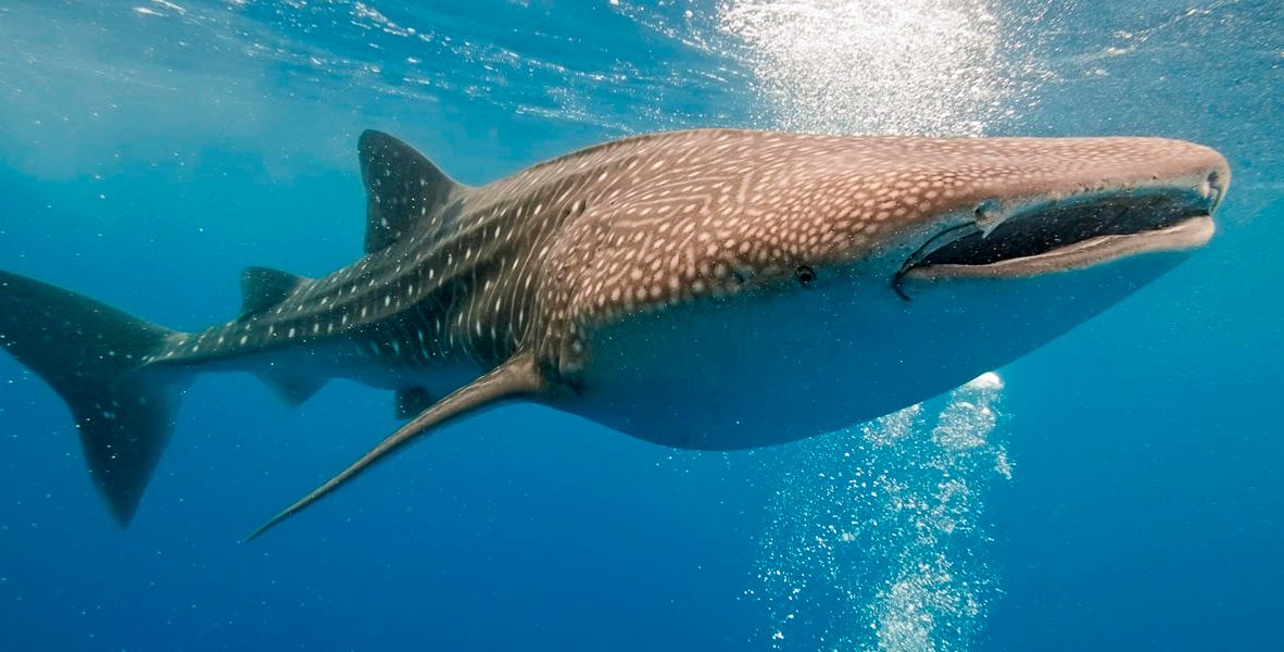 Conservación de los tiburones ballena 