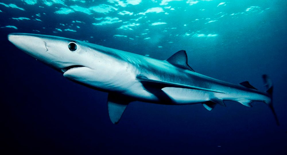 Datos interesantes sobre los ataques de tiburones