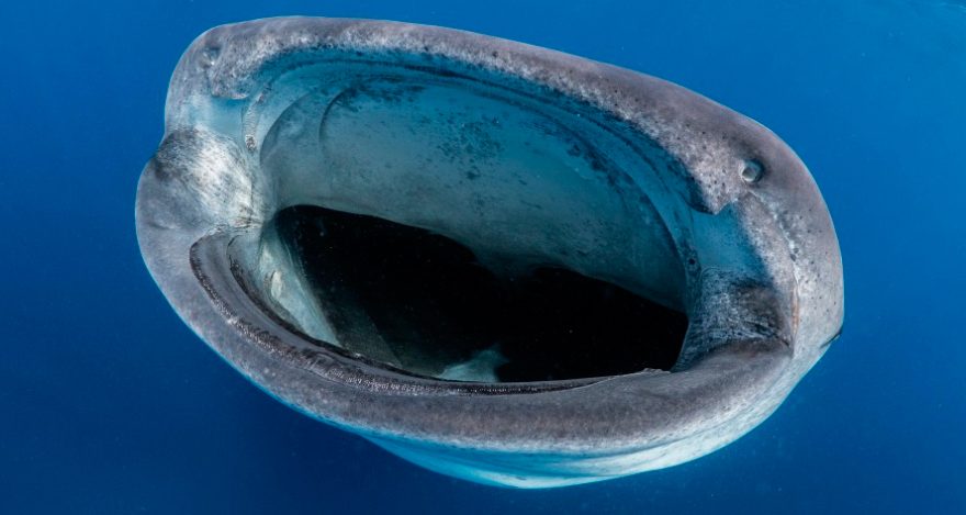 Dentadura de los tiburones ballena