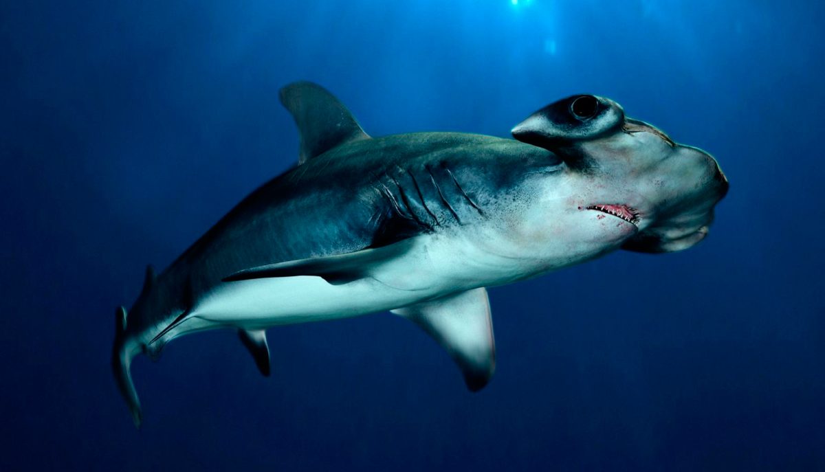 Dentadura de los tiburones martillo gigantes