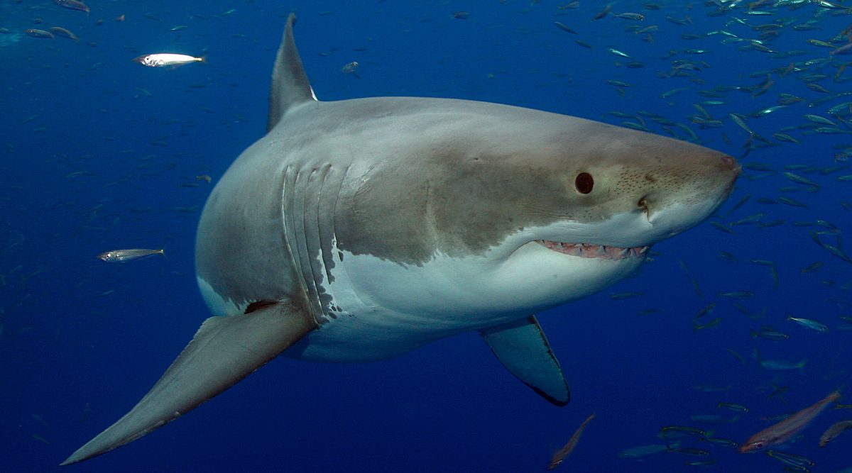 Descendencia de los tiburones blancos