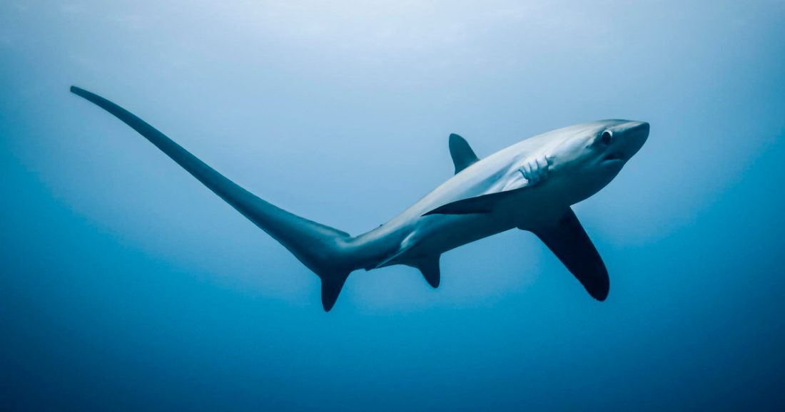 Foto del tiburón azotador