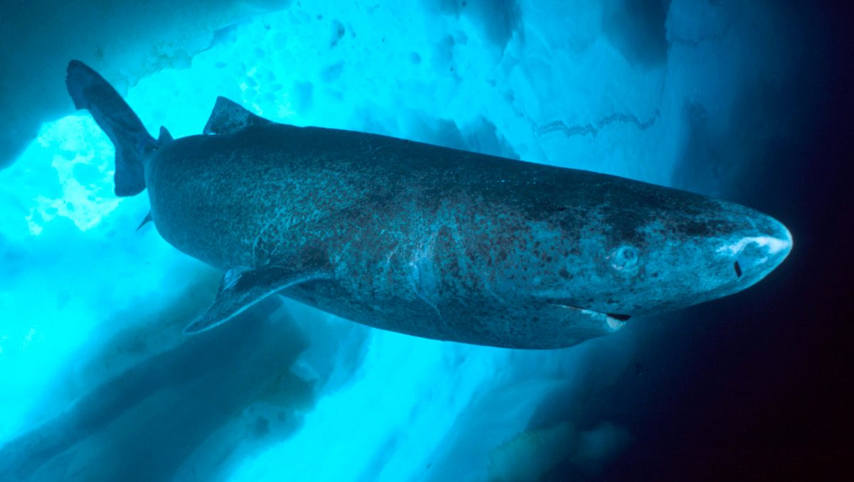 Foto del tiburón de Groenlandia