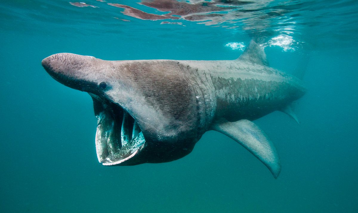 Foto del tiburón peregrino