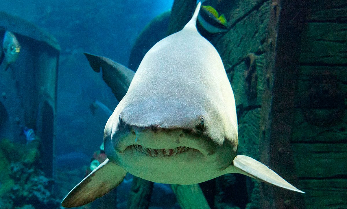 Hábitos alimenticios de los tiburones toro