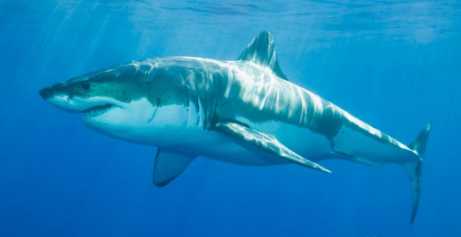Imagenes de tiburones blancos
